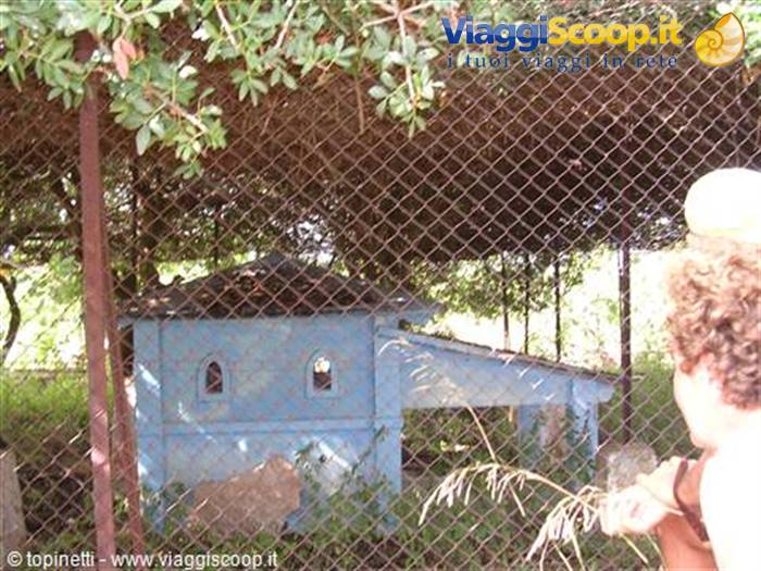 Gabbia per pavoni costruita da un detenuto