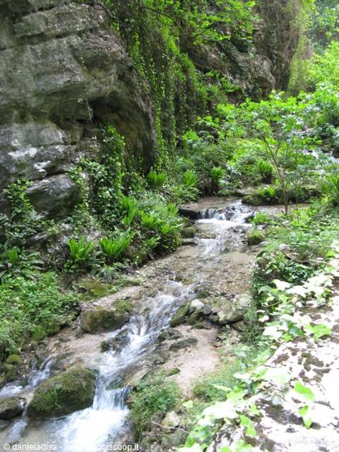 Tremosine