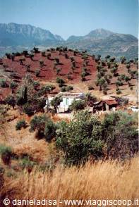 Ulivi verso Baeza