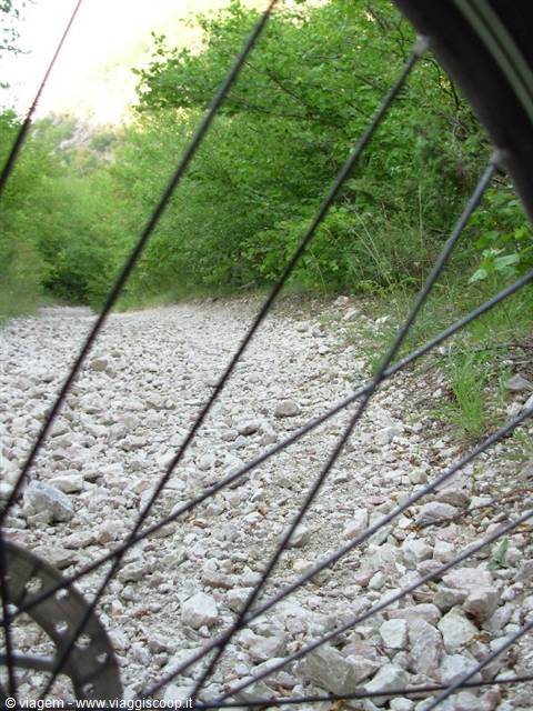 Raggi