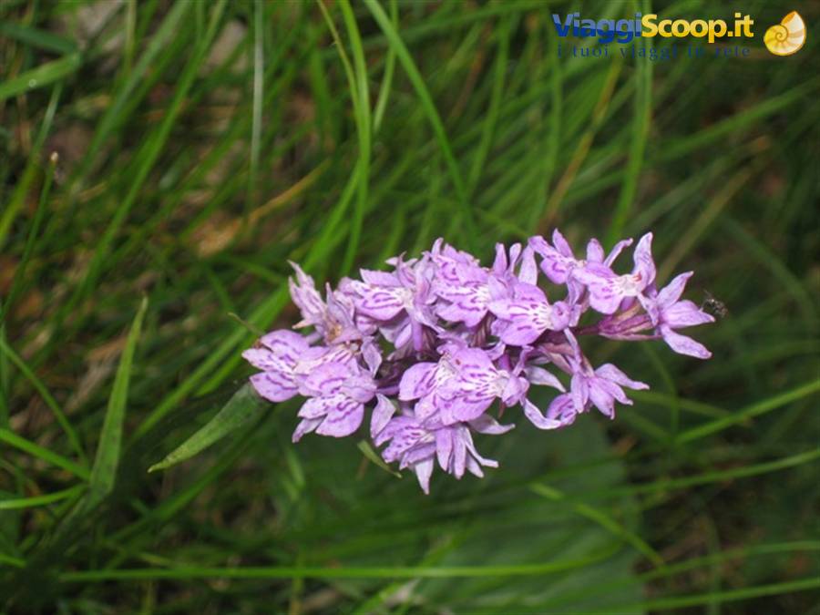 orchidea selvaggia - Piccole Dolomiti