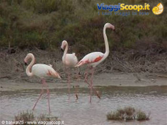 Camargue