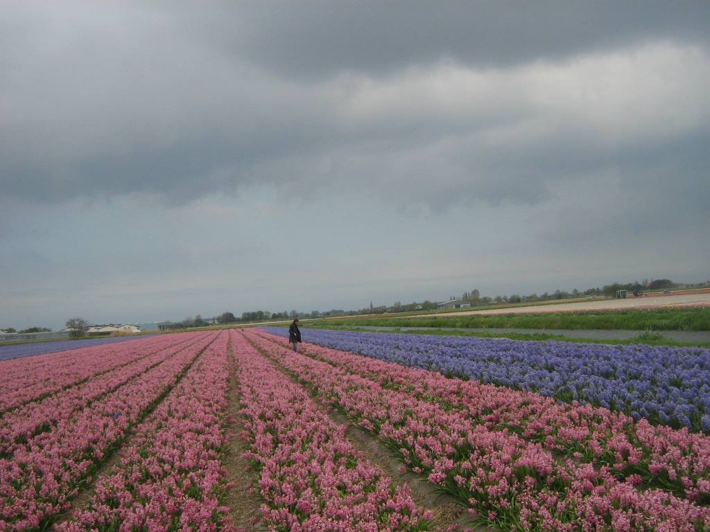 Terra dei fiori...
