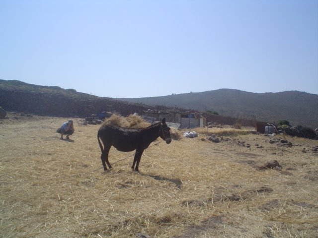 foto di gattadapelare