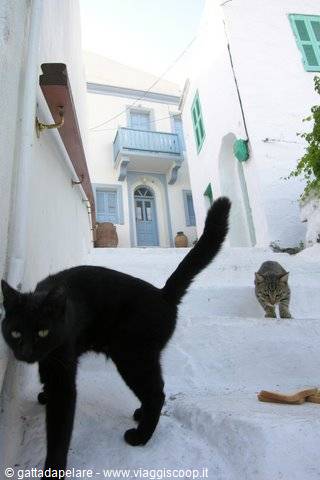 Gattadapelare in carne e ossa