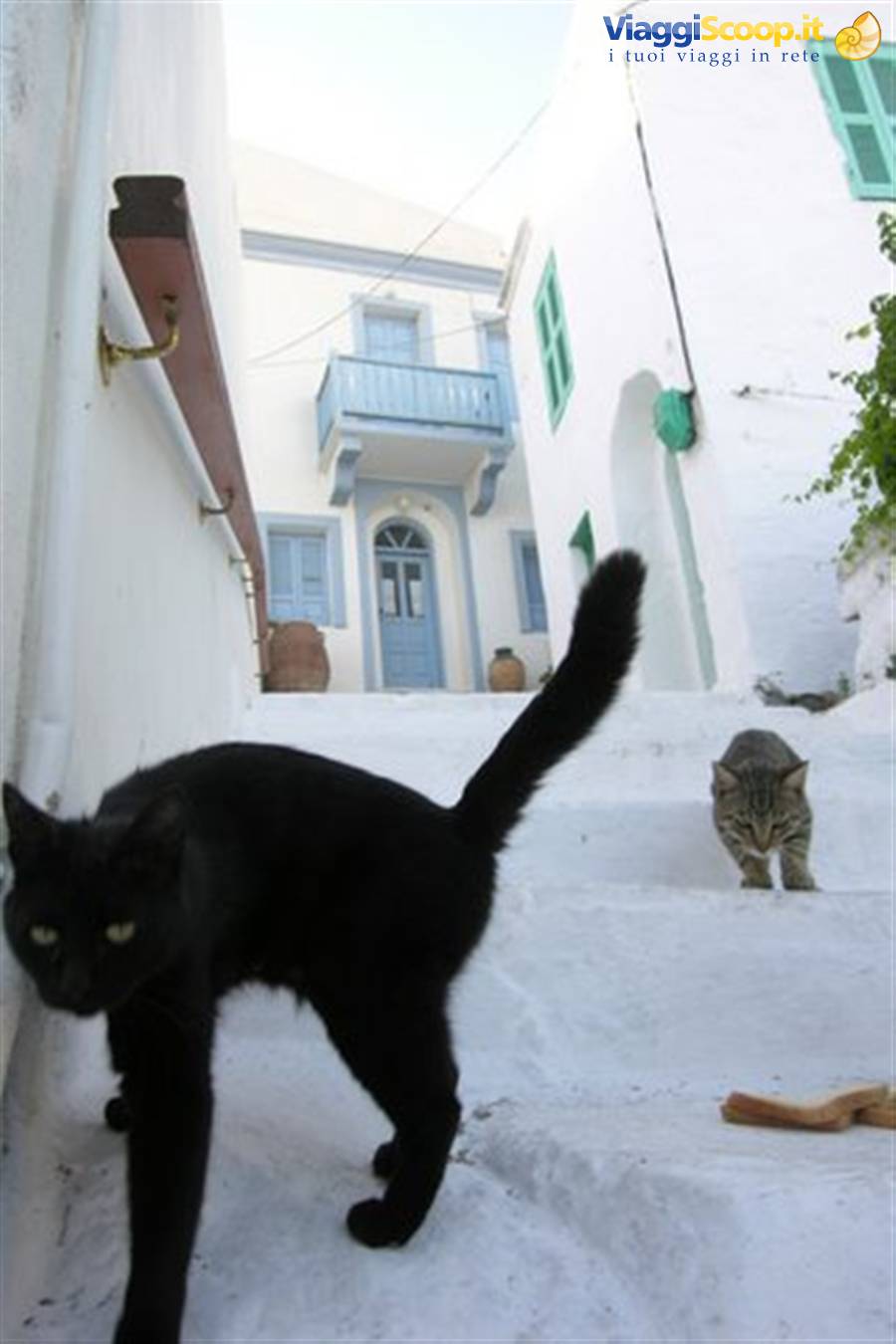 Gattadapelare in carne e ossa
