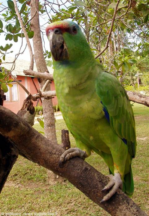 pappagallo
