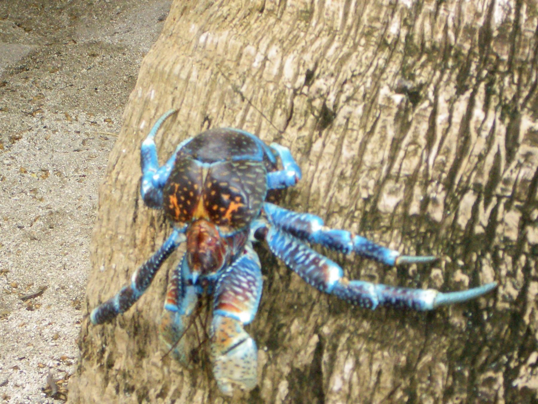 GRANCHIO DELLA PALMA DA COCCO