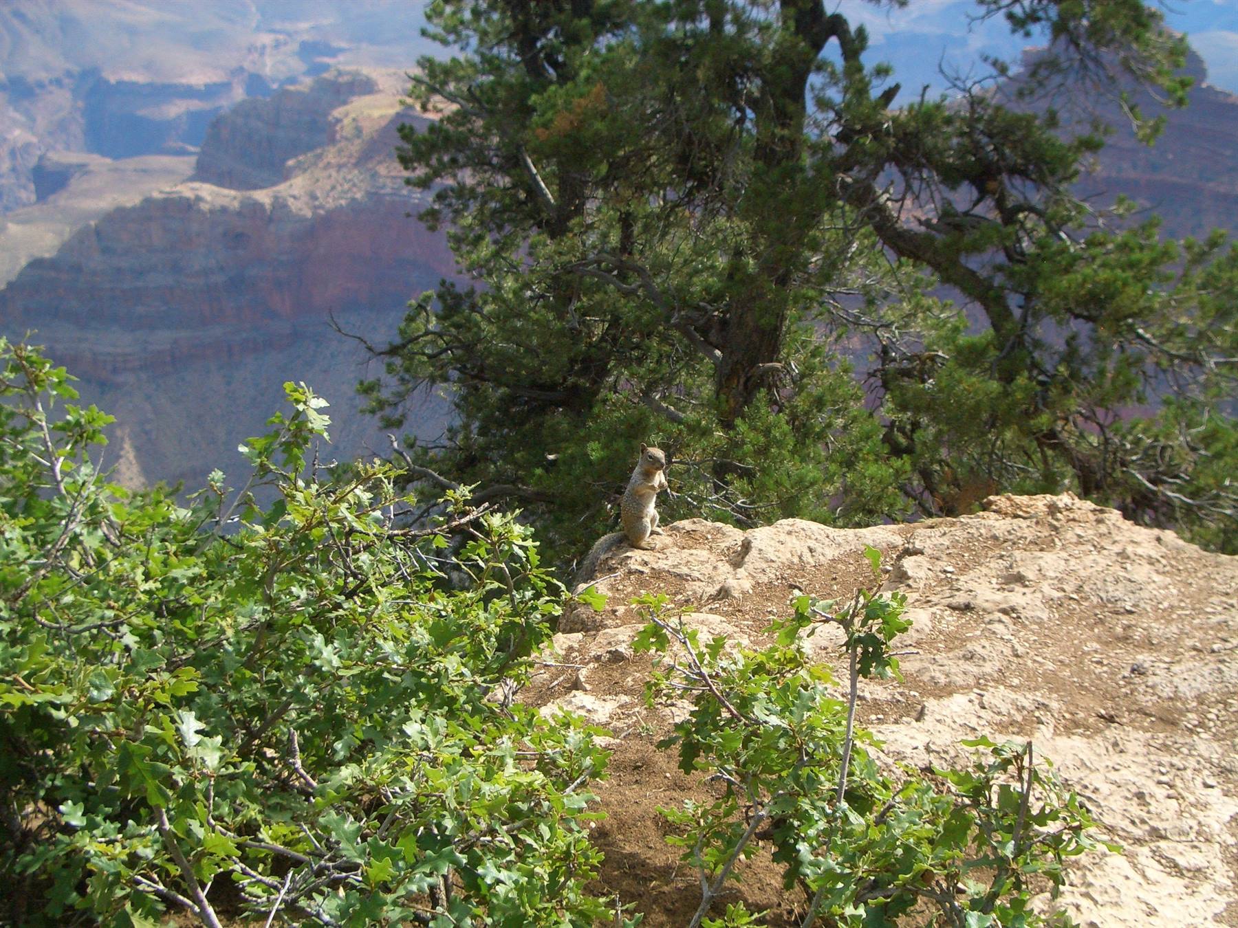 SCOIATTOLO AL GRAND CANYON