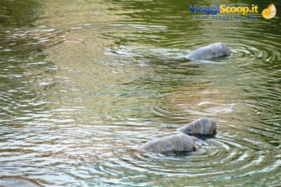 Lamantini al Manatee Viewing Center