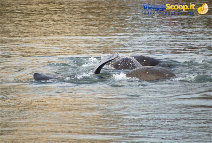 Lamantini al Manatee Viewing Center