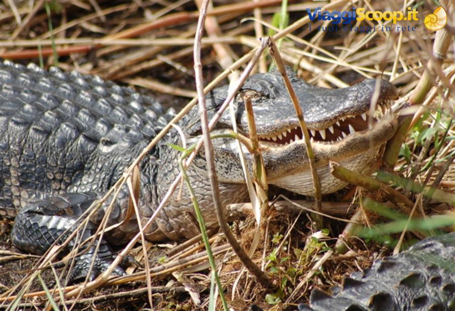 Everglades Park