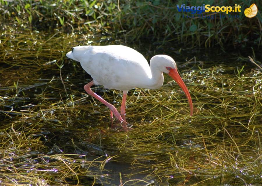 Everglades Park