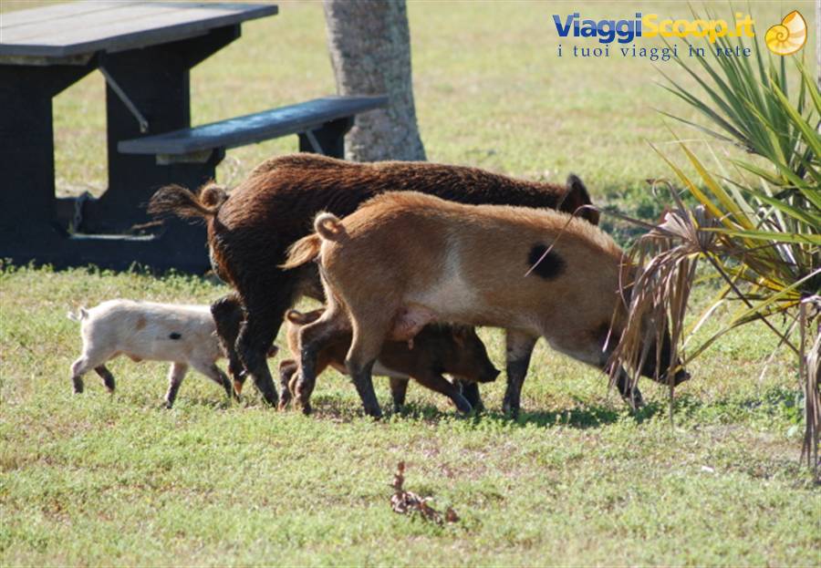 Everglades Park