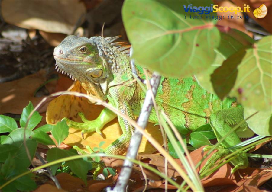 iguana