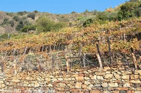 i vigneti delle 5 Terre
