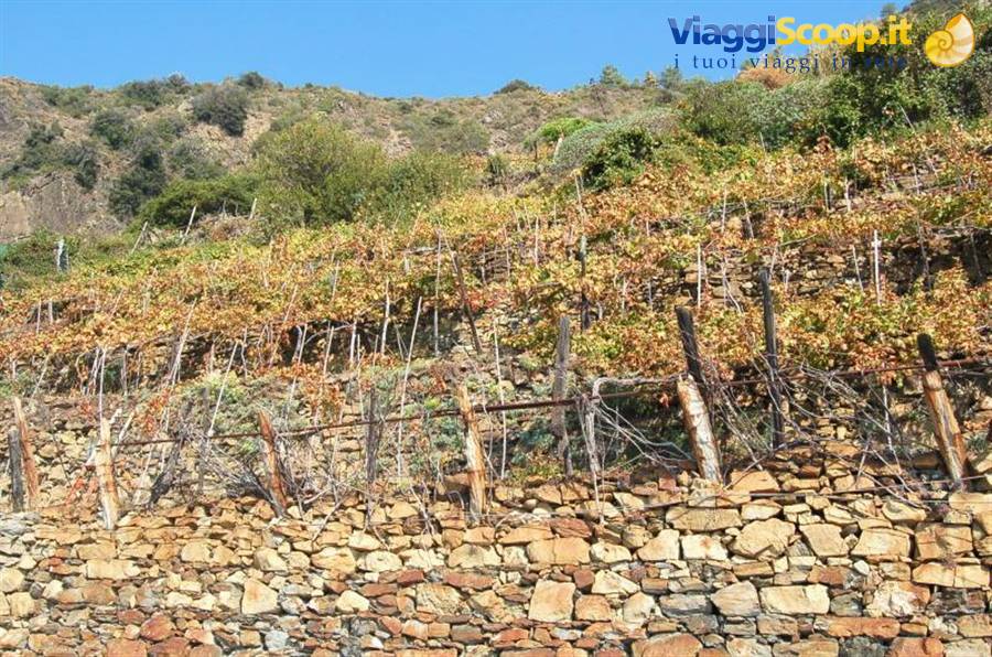 i vigneti delle 5 Terre