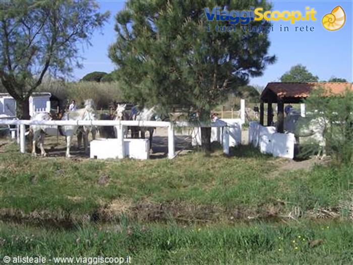 I pony della Camargue.....
