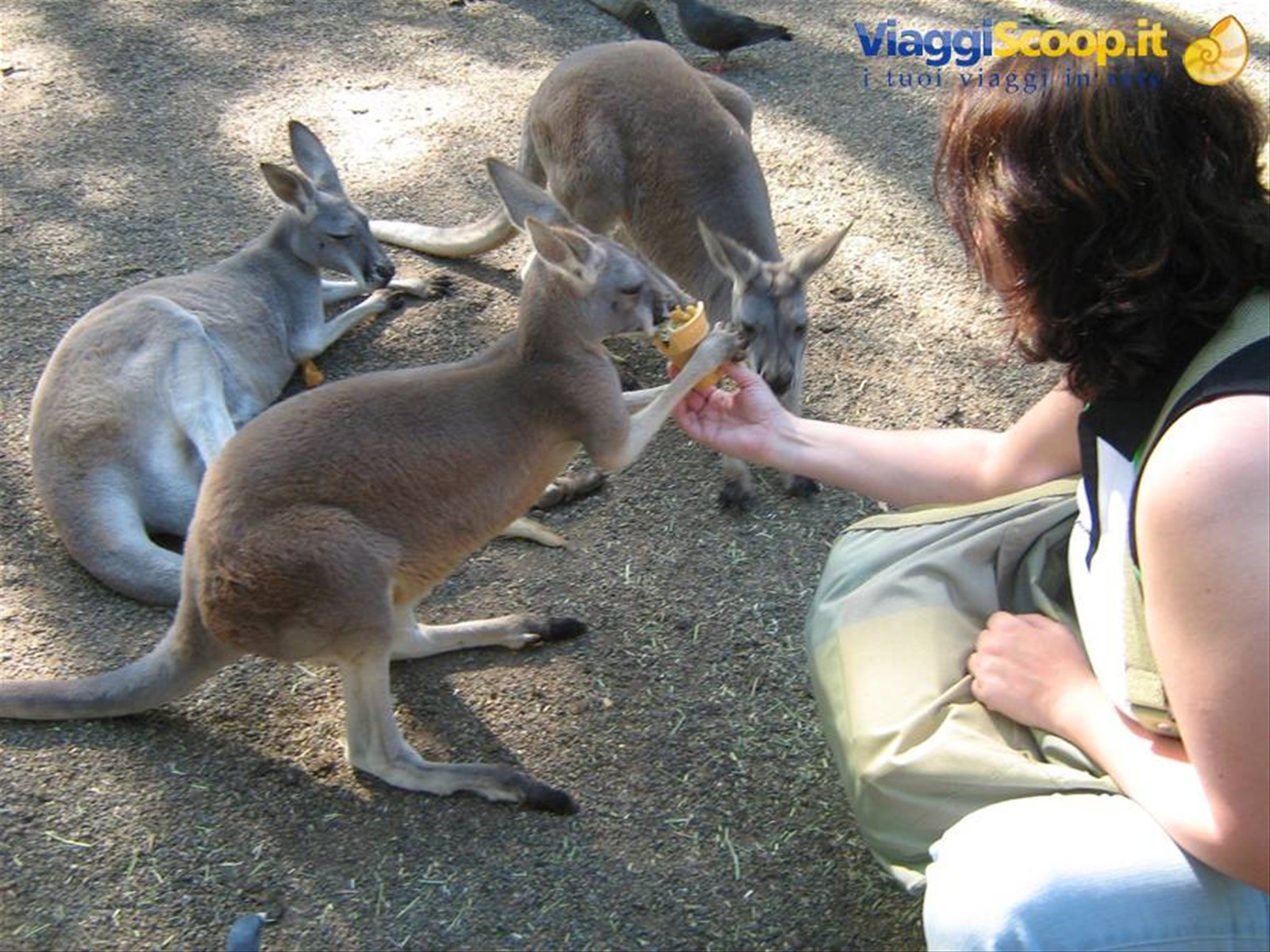 Foto di viaggio in AUSTRALIA