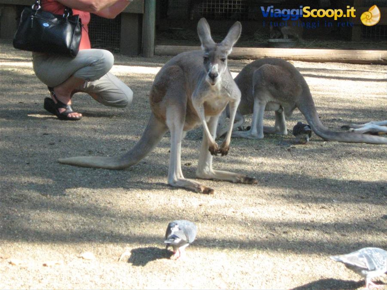 Foto di viaggio in AUSTRALIA