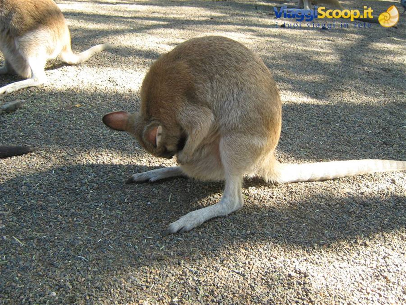 Foto di viaggio in AUSTRALIA