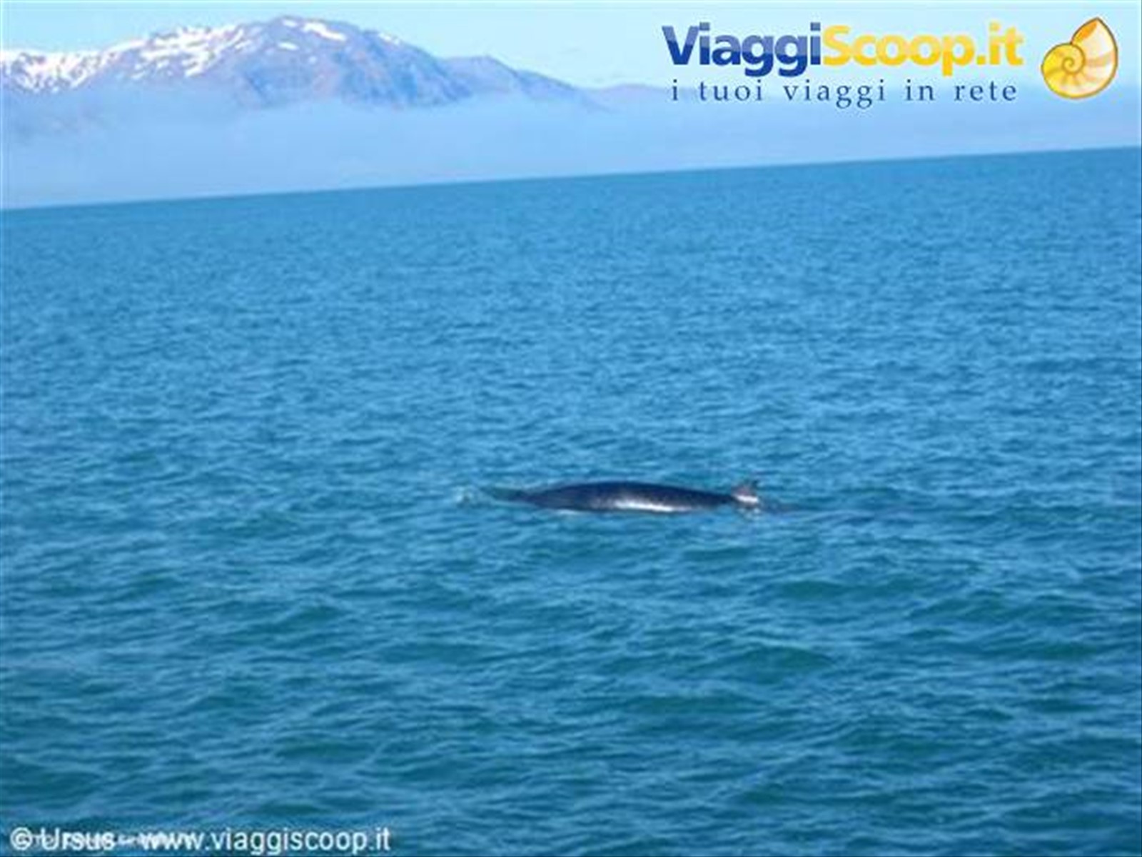 Balene ad Husavik