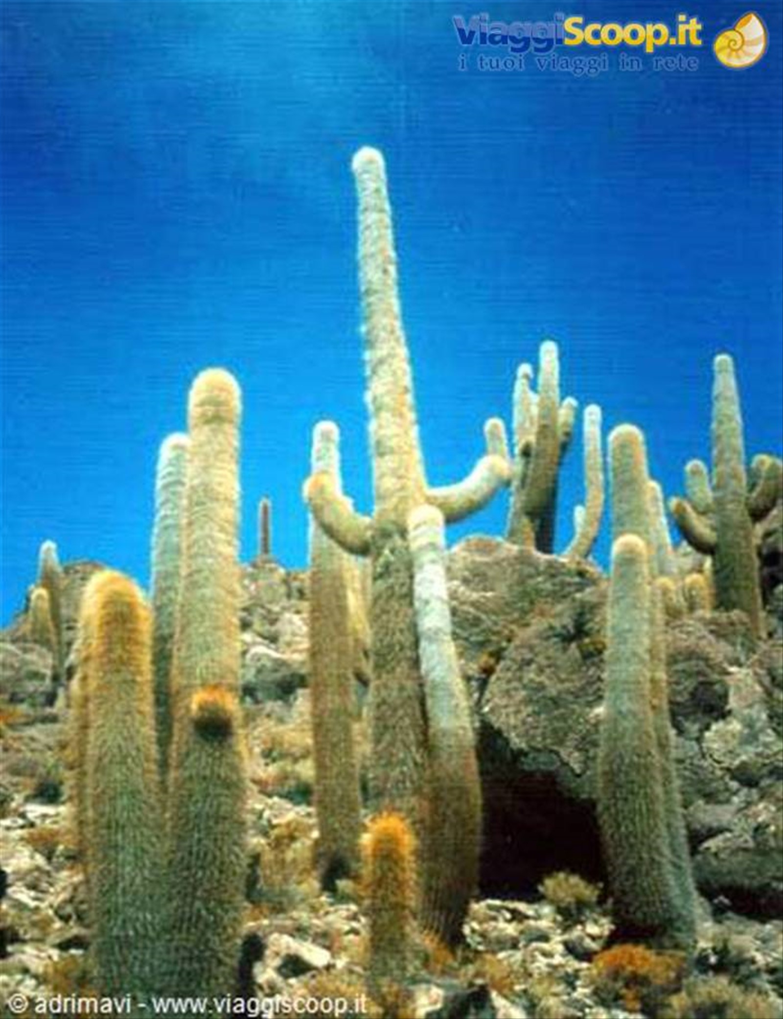 cactus - isla pescado