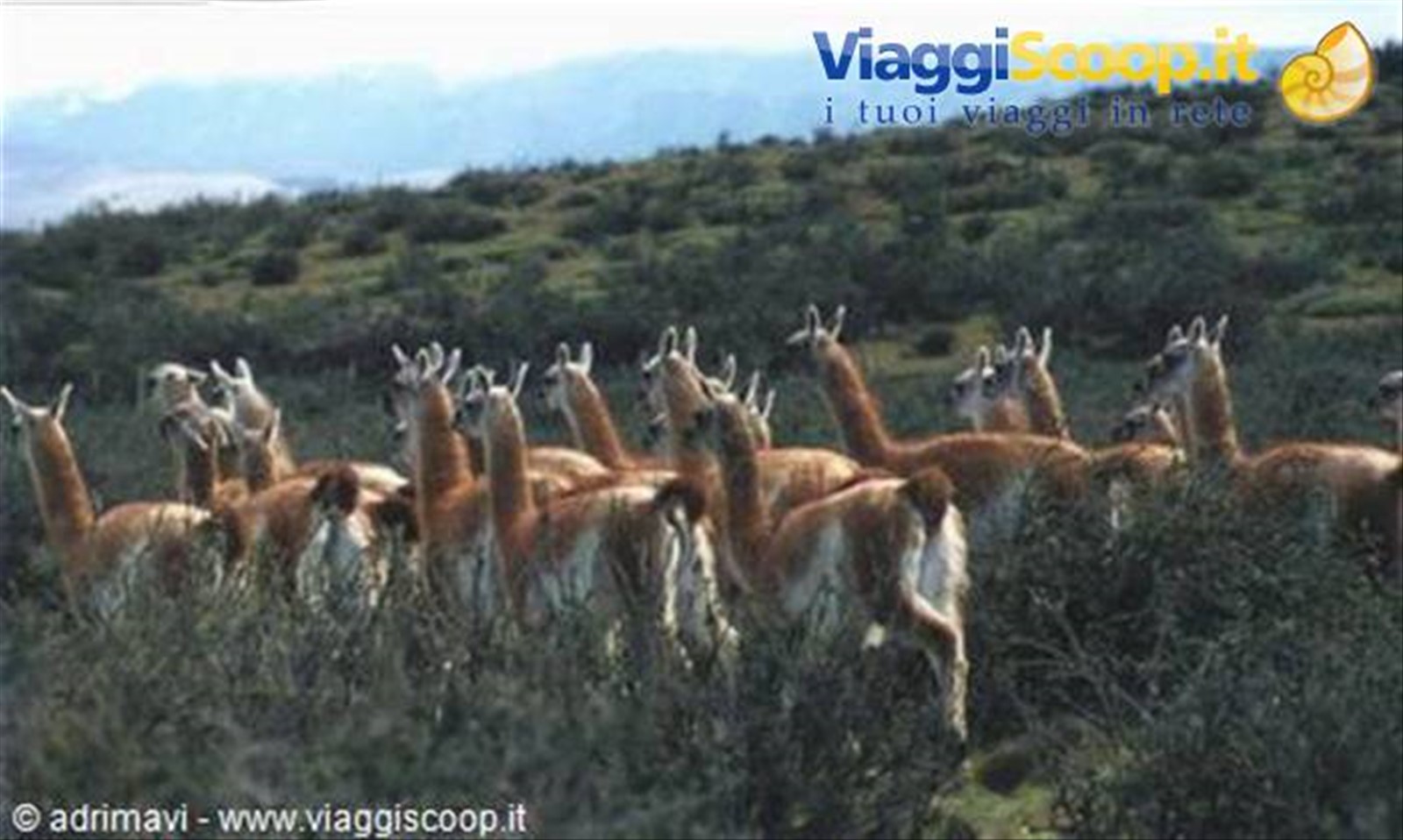 guanaco - Torri del Paine