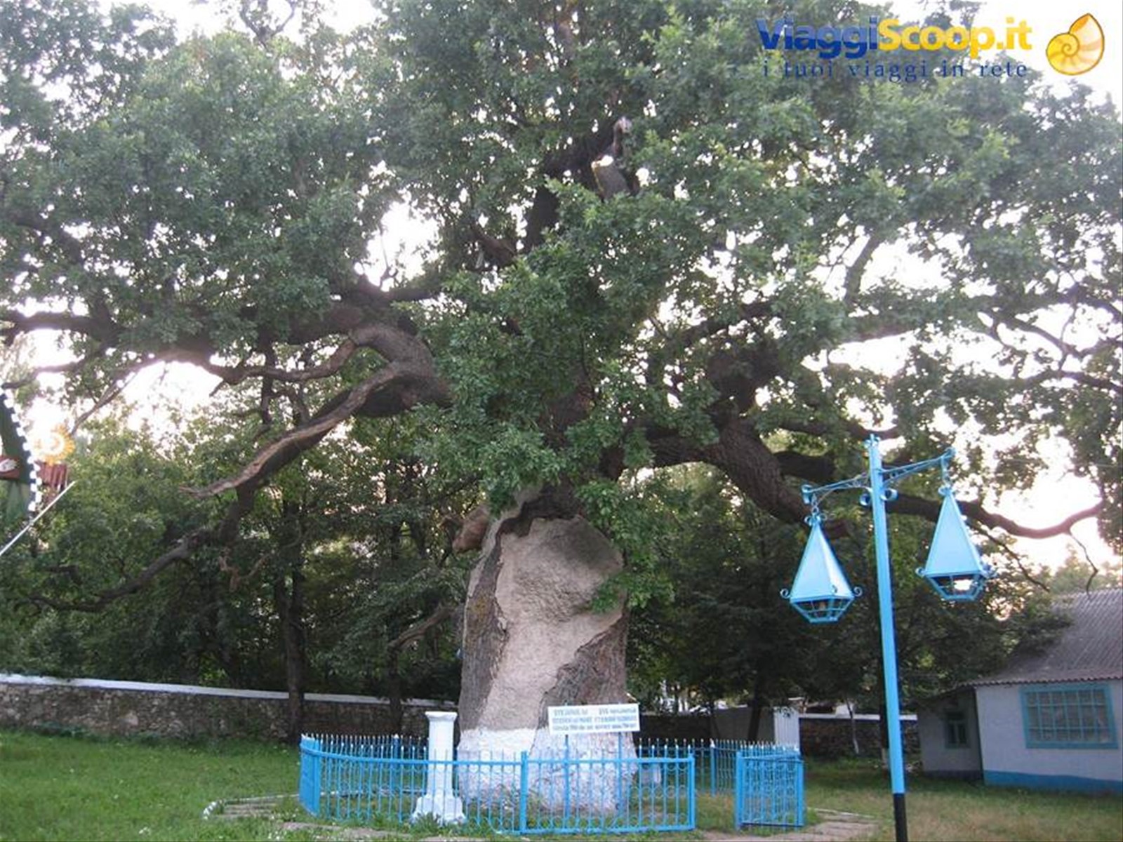 Quercia