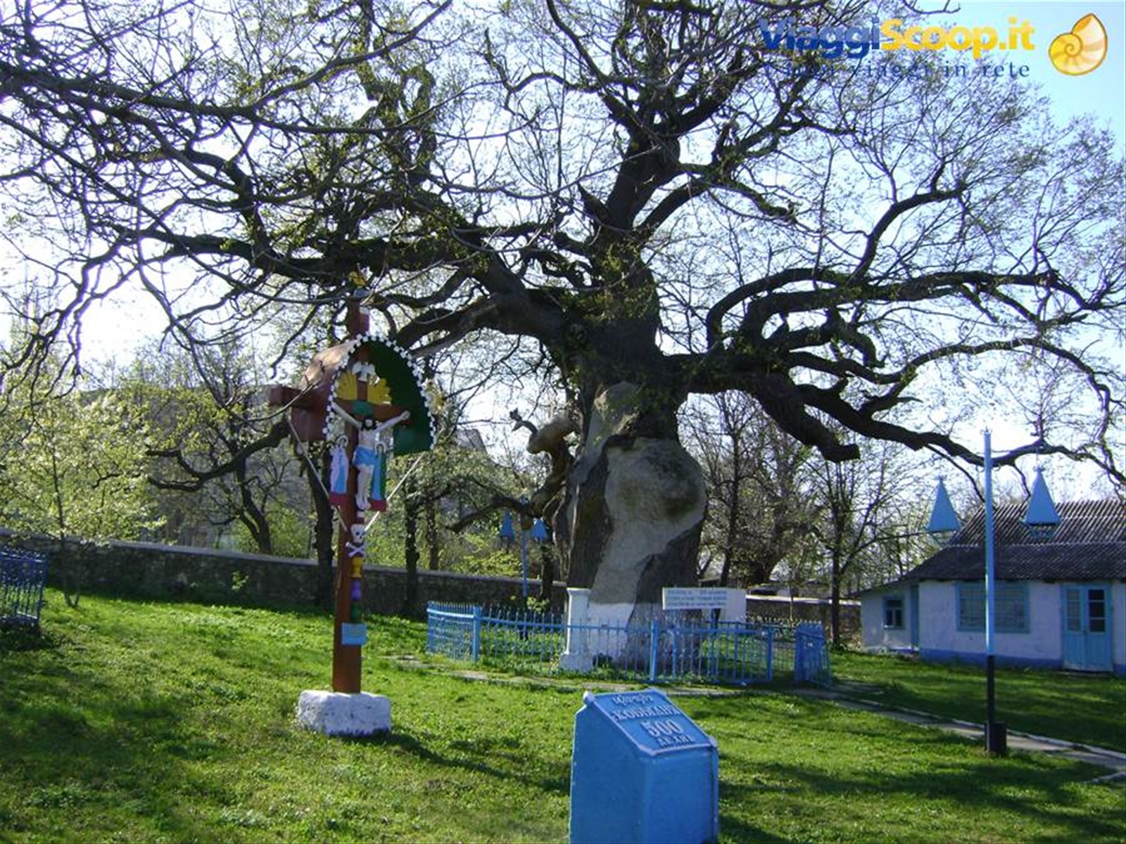 Quercia3