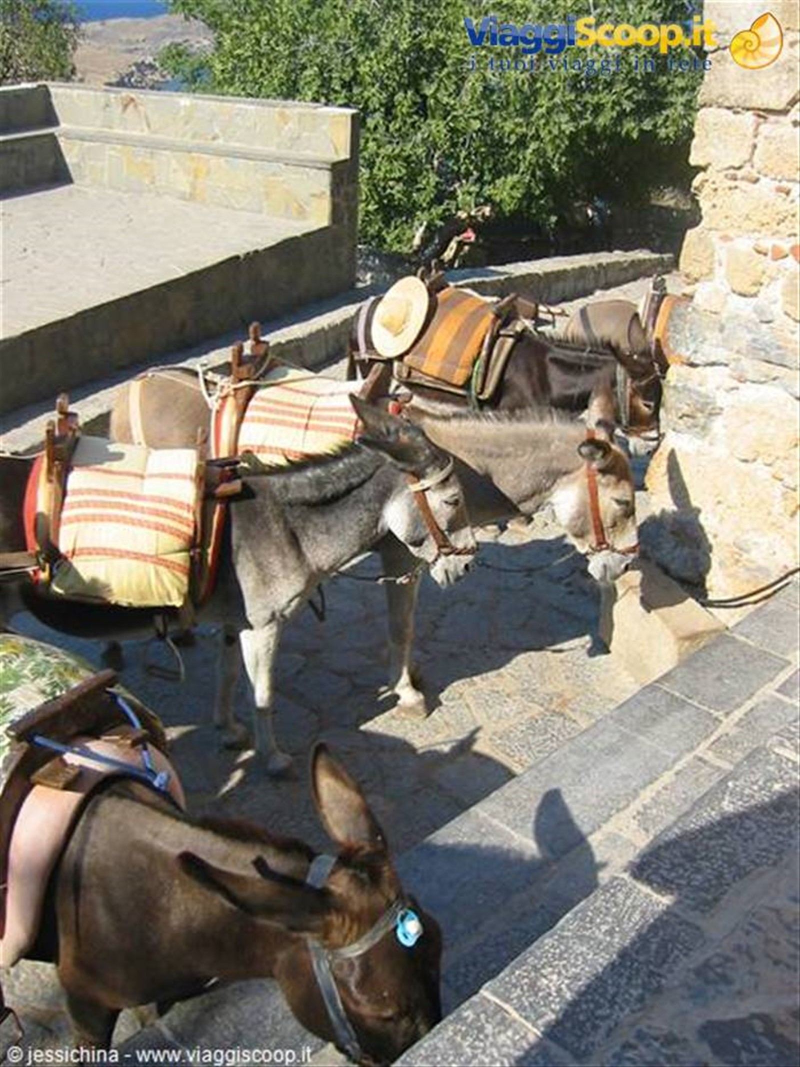 asinelli di lindos(ma noi siamo saliti a piedi)