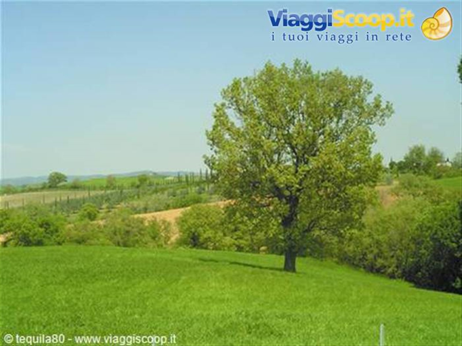 Albero