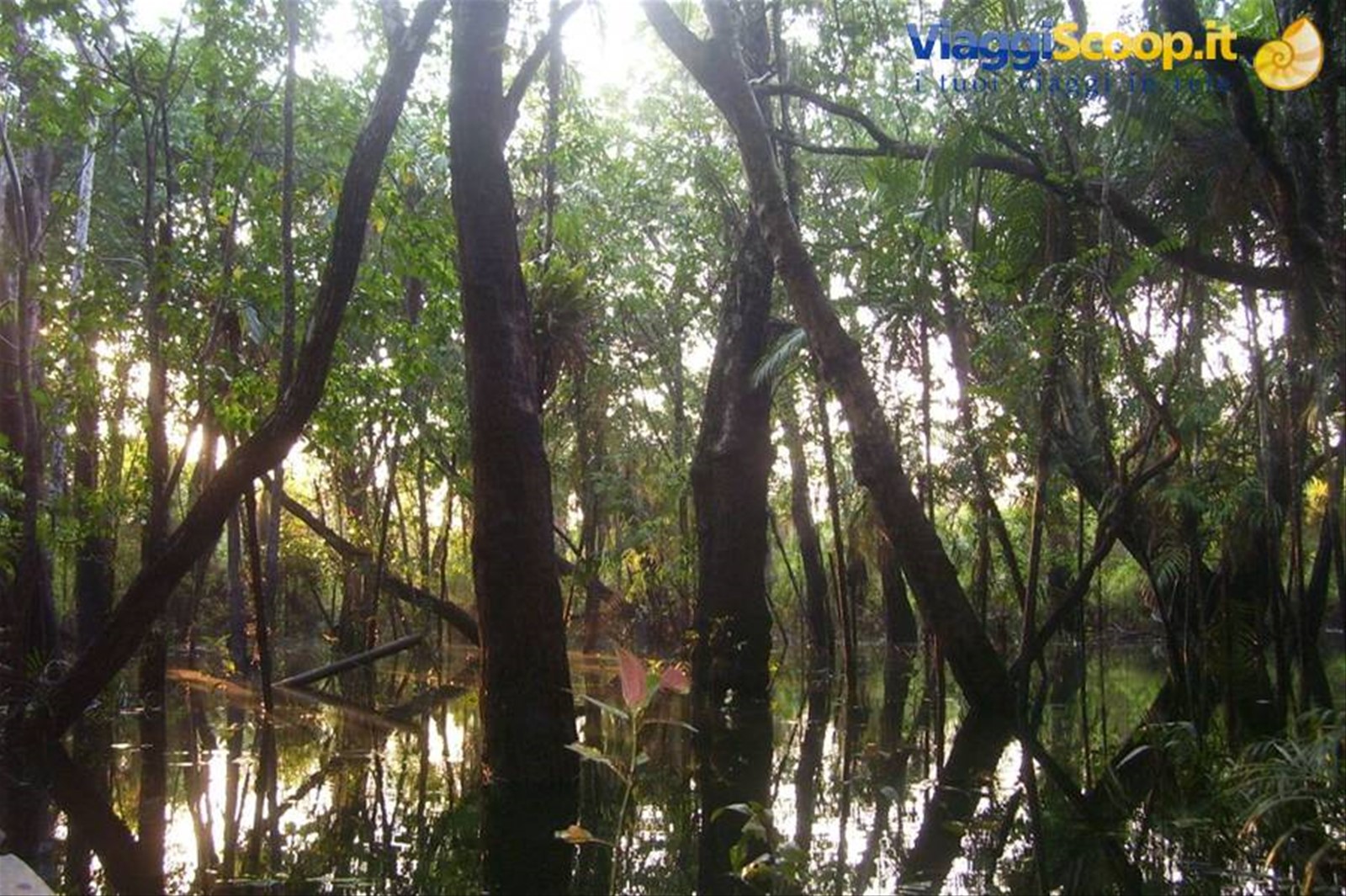 foresta amazzonica
