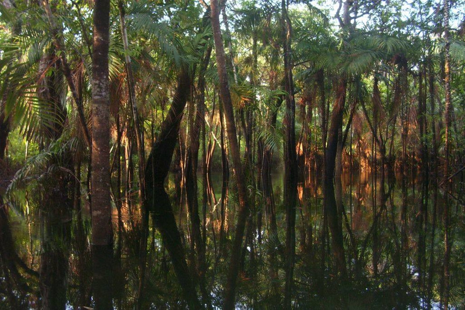 foresta amazzonica
