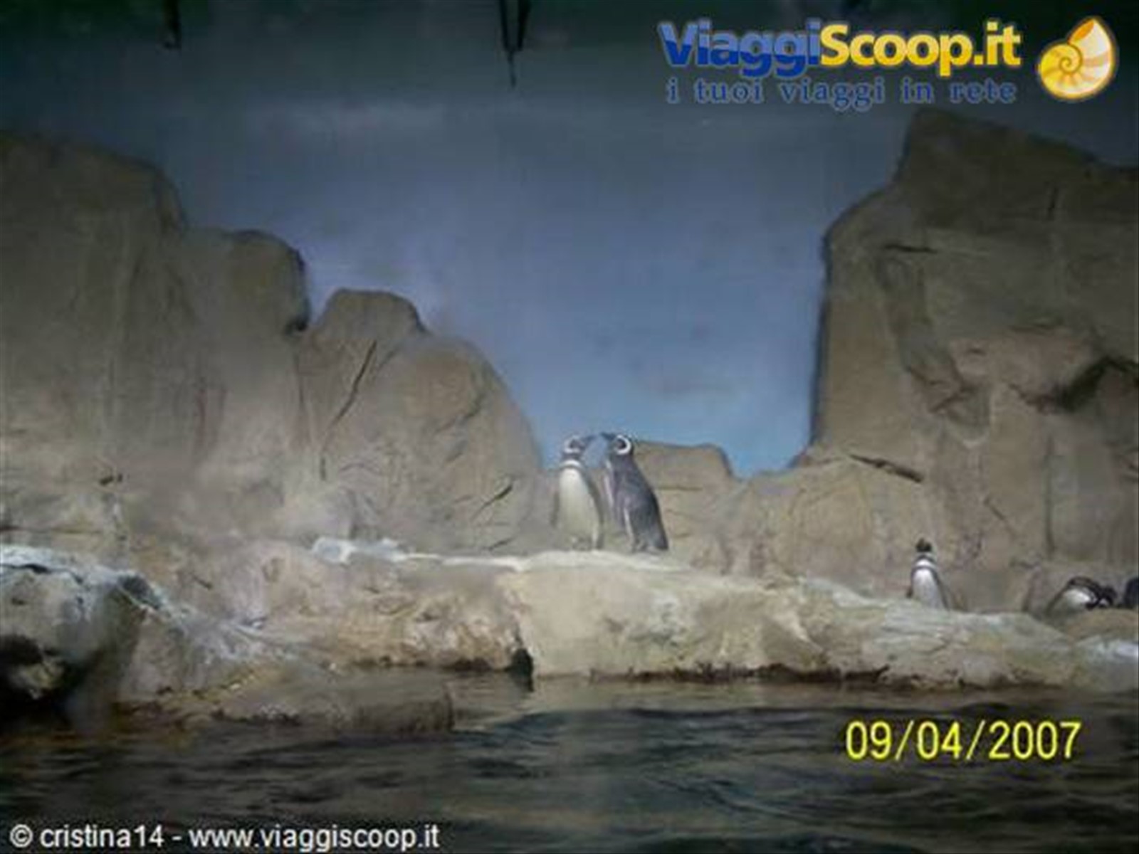 Coppia di pinguini