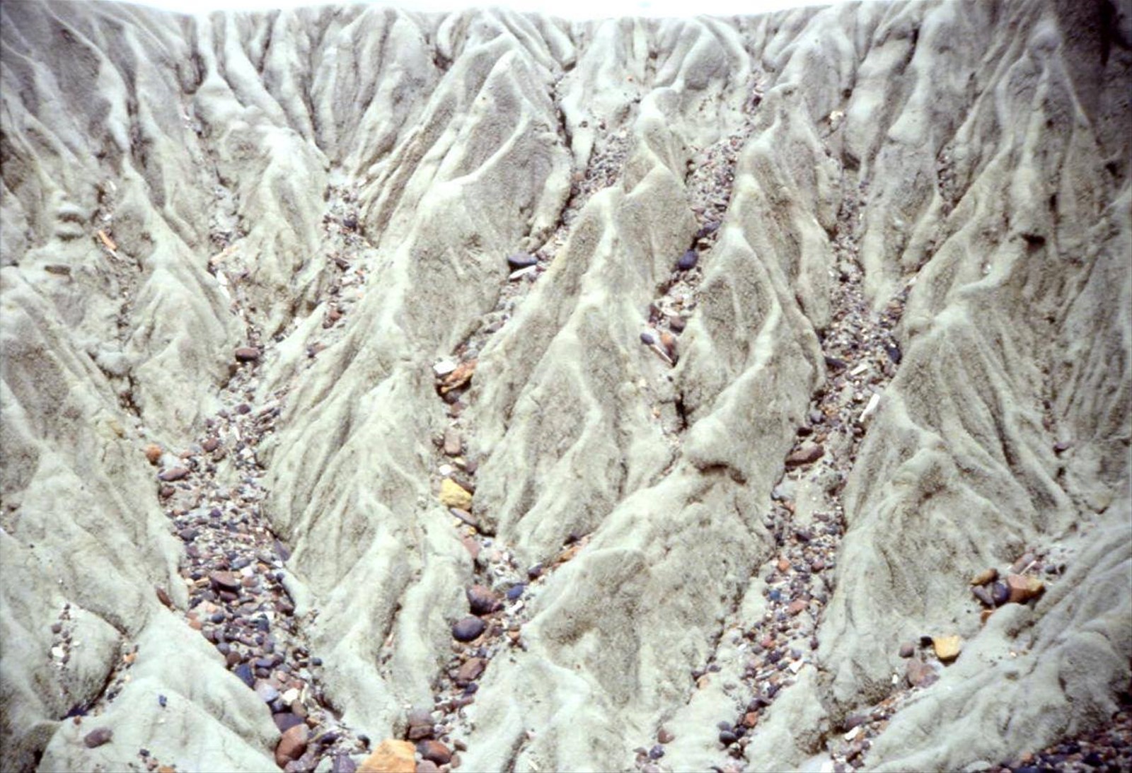 FORESTA PIETRIFICATA