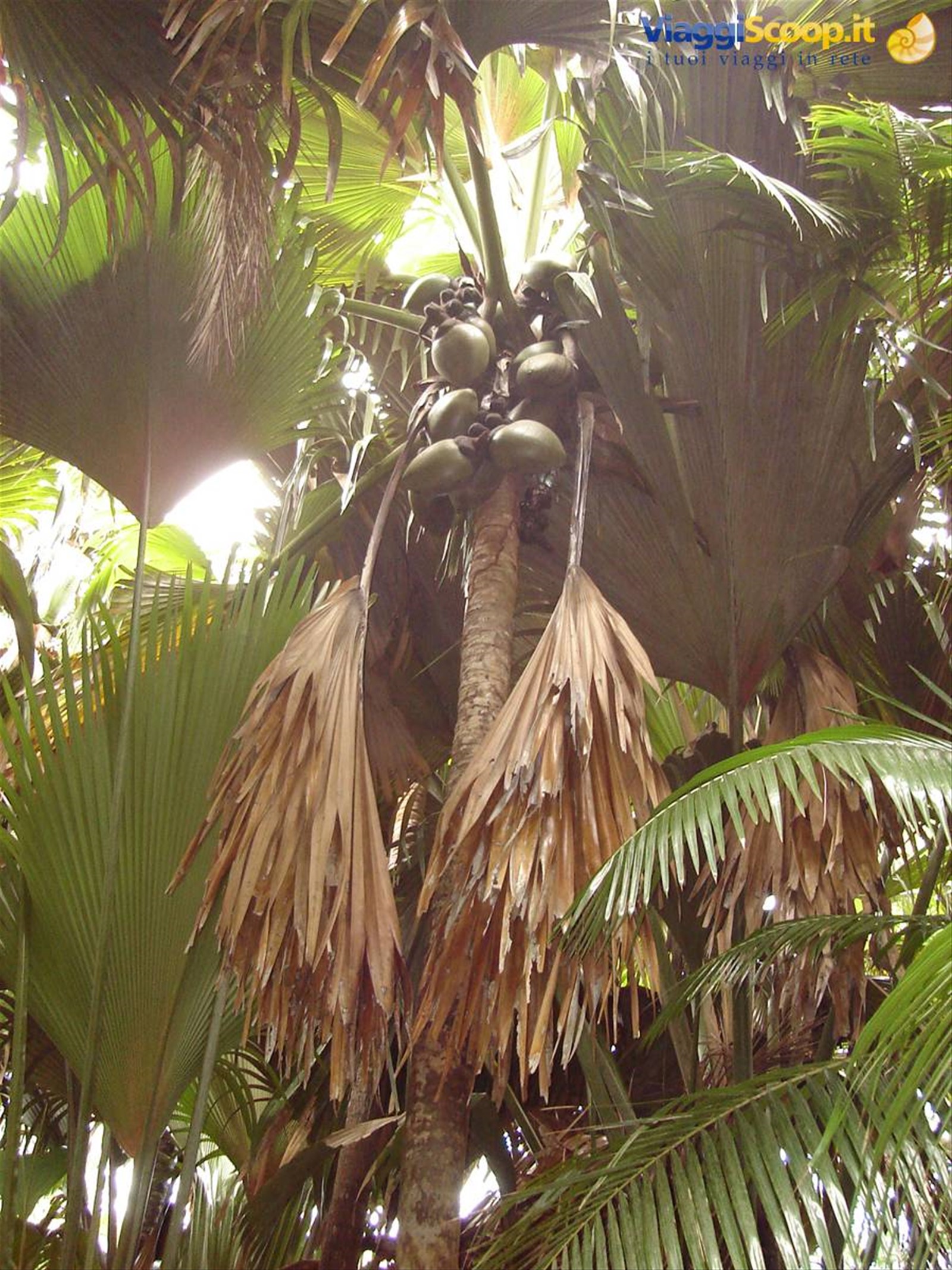 Foto di viaggio in SEYCHELLES