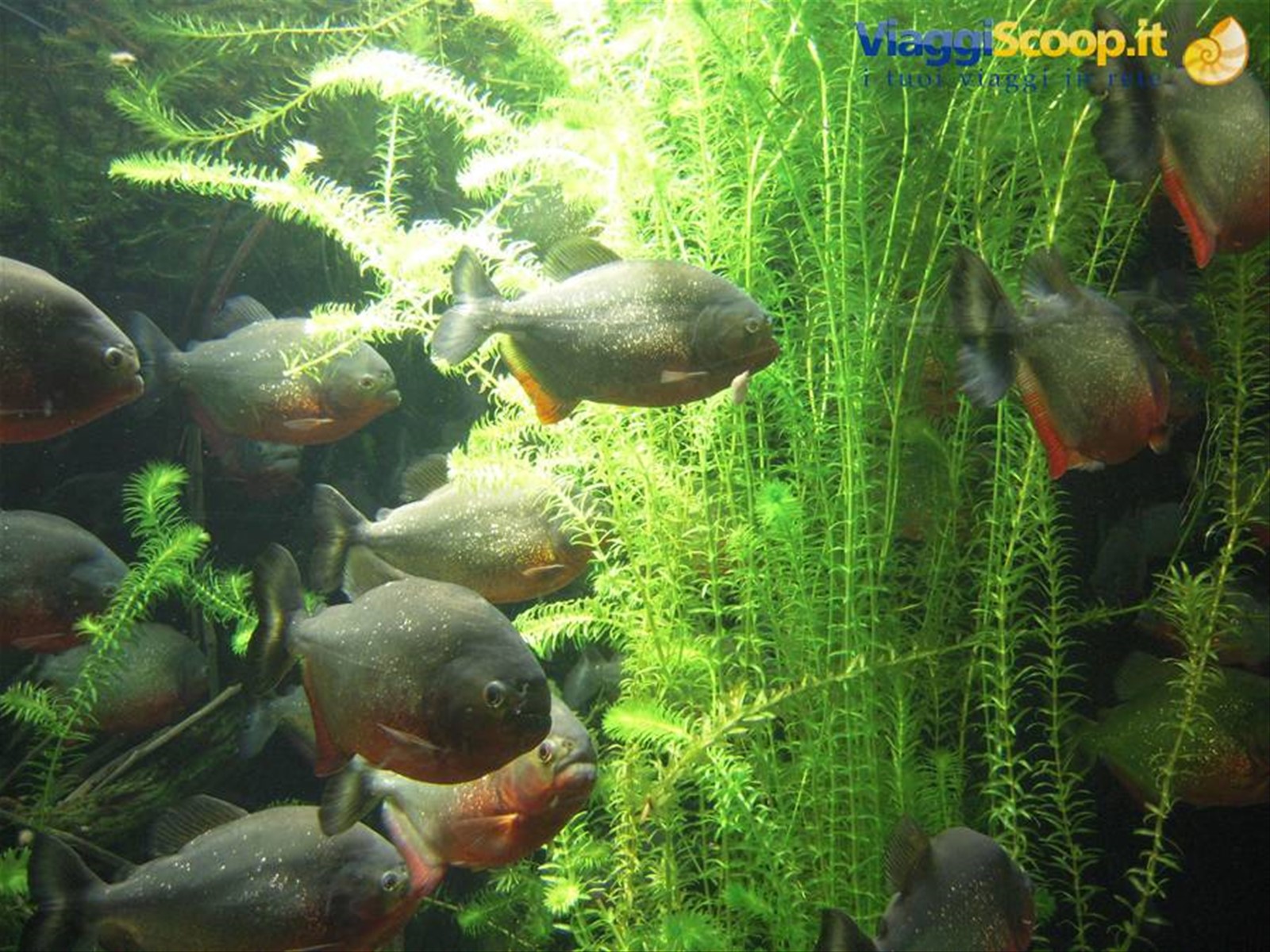 Piranha