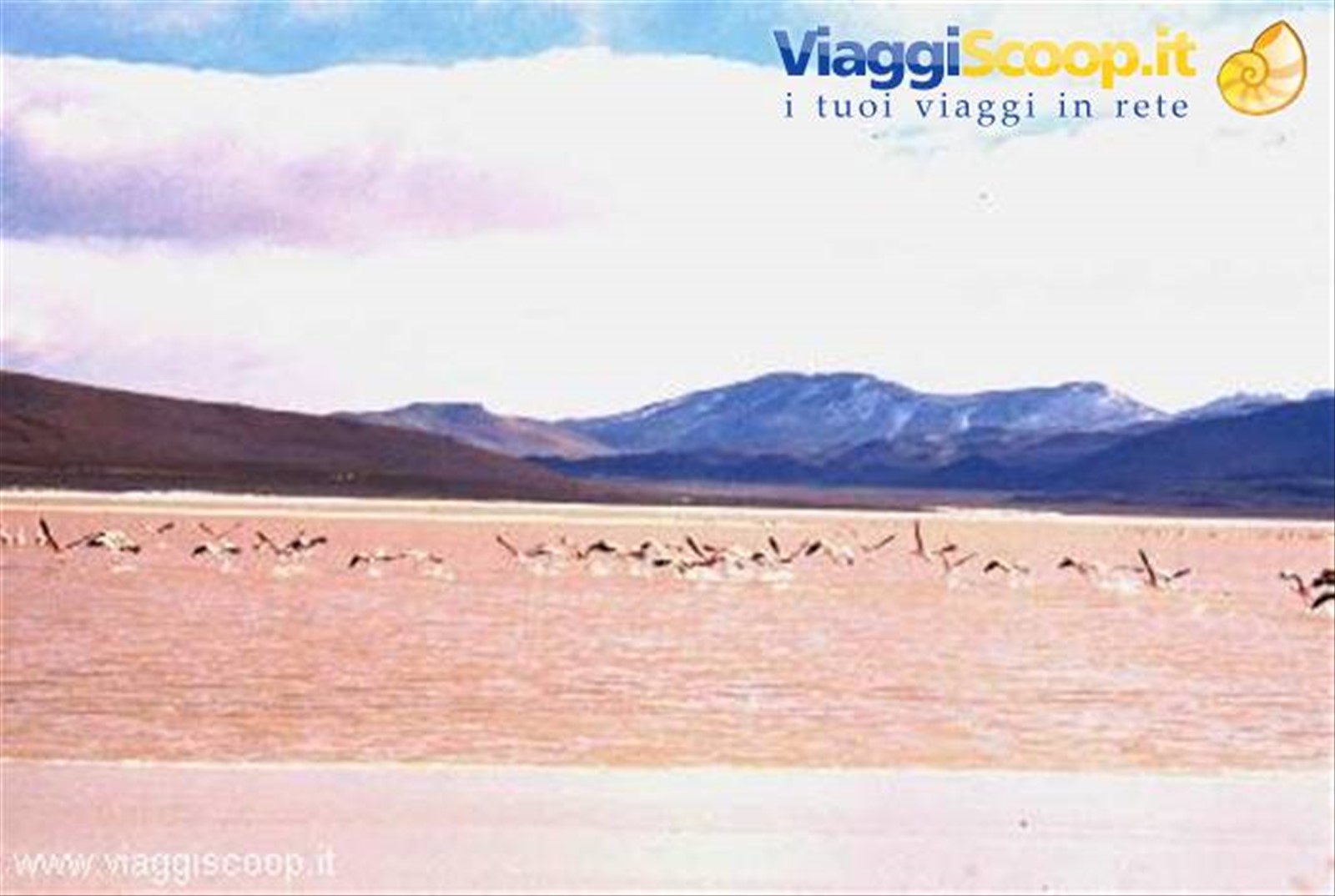 Fenicotteri alla Laguna Colorada