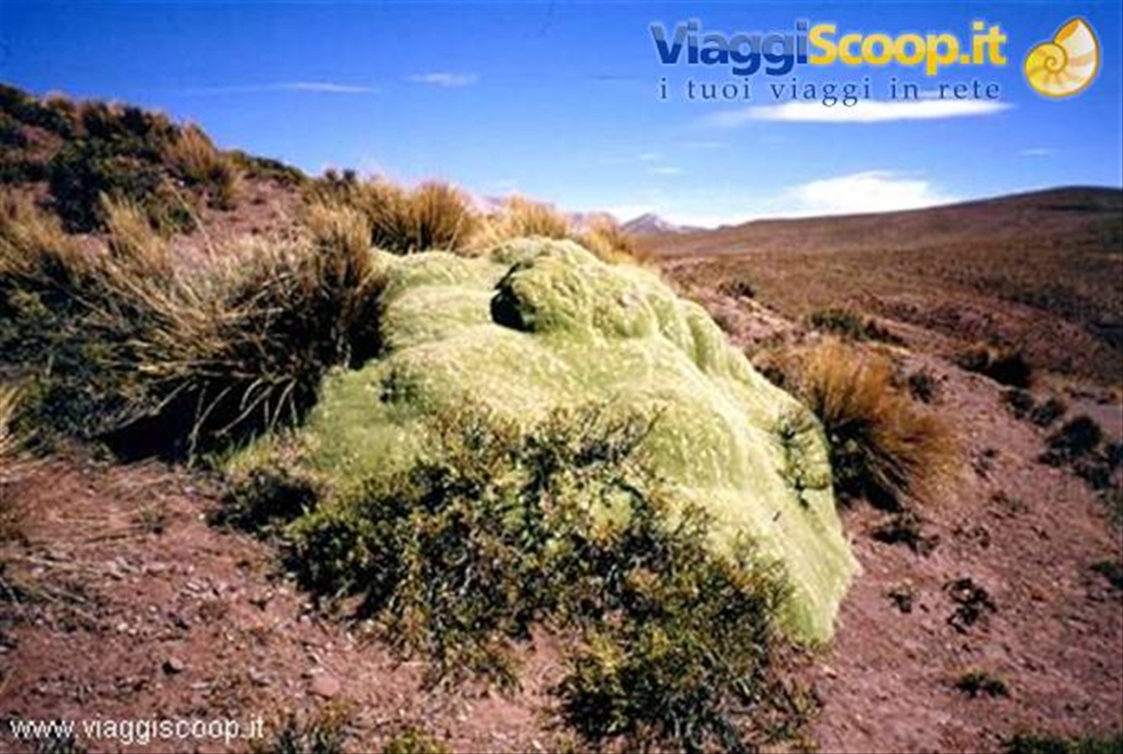 Licheni sull'altopiano boliviano