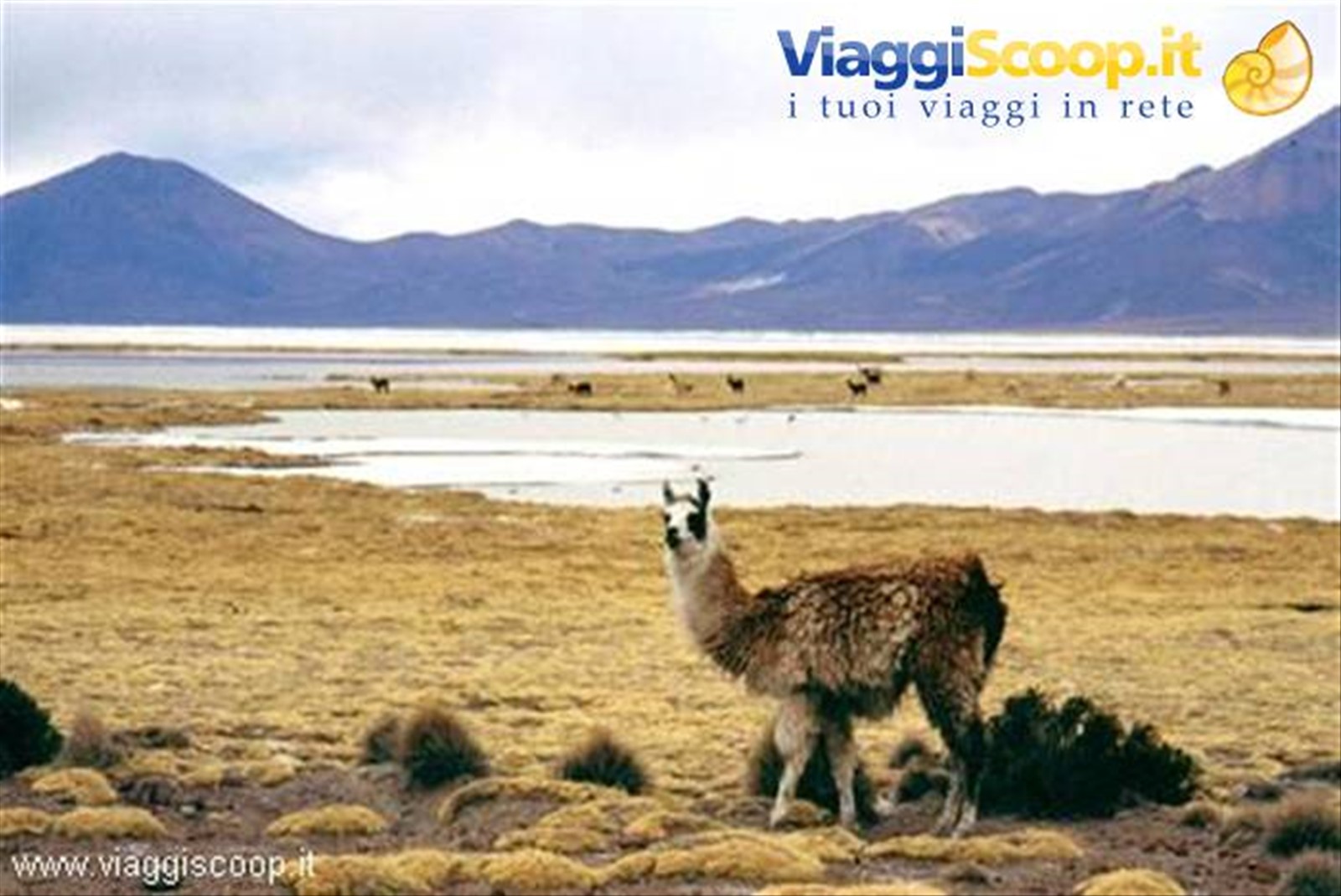 Lama alla Laguna Cerro Vinto