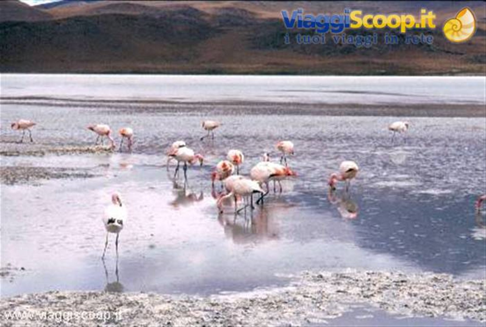 Fenicotteri alla Laguna Hedionda Nord