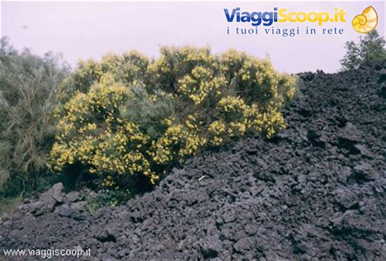 Ginestra tra la lava