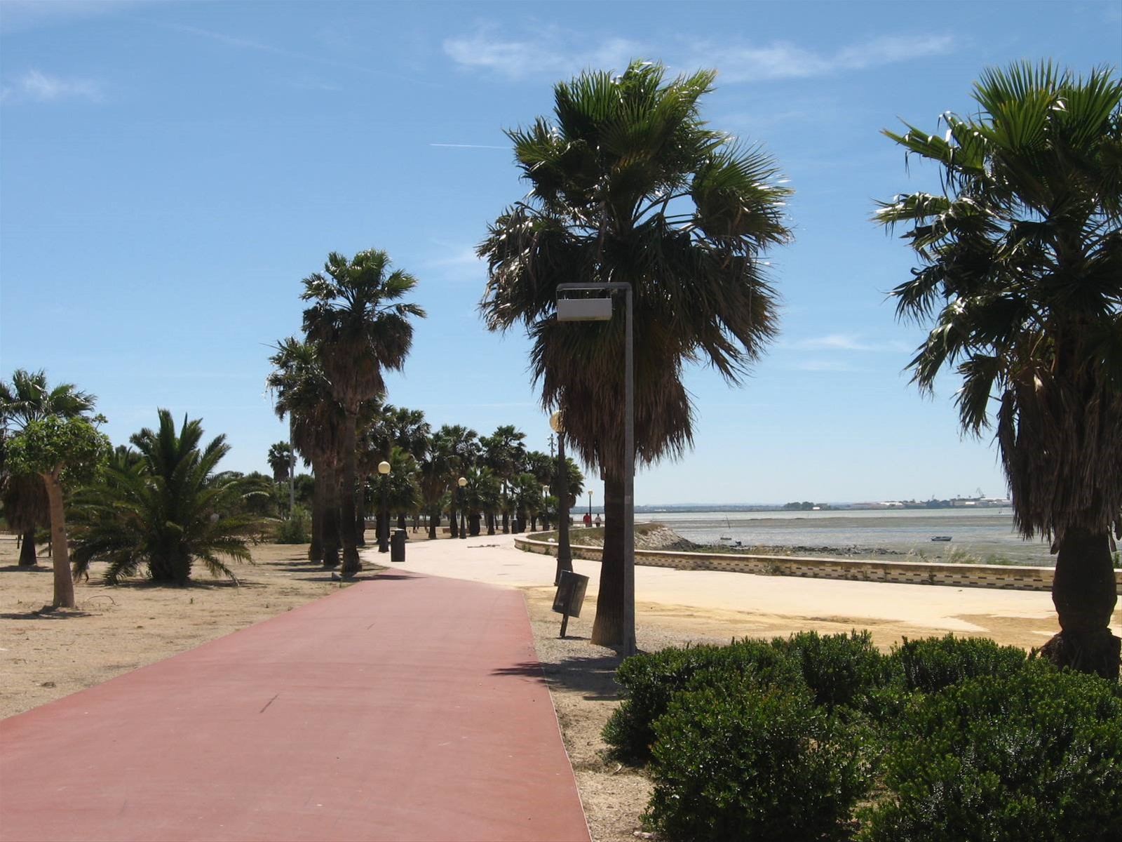 palme sul lungomare