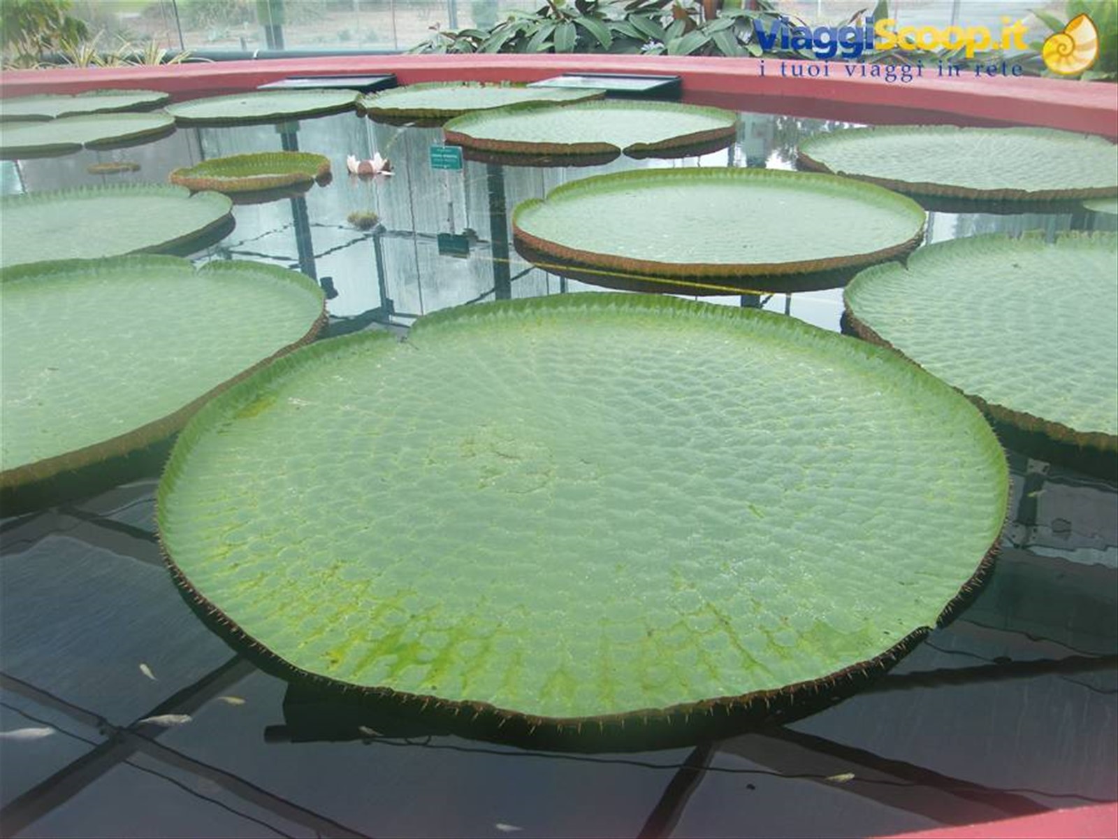 Fiore Rarissimo: Victoria amazonica