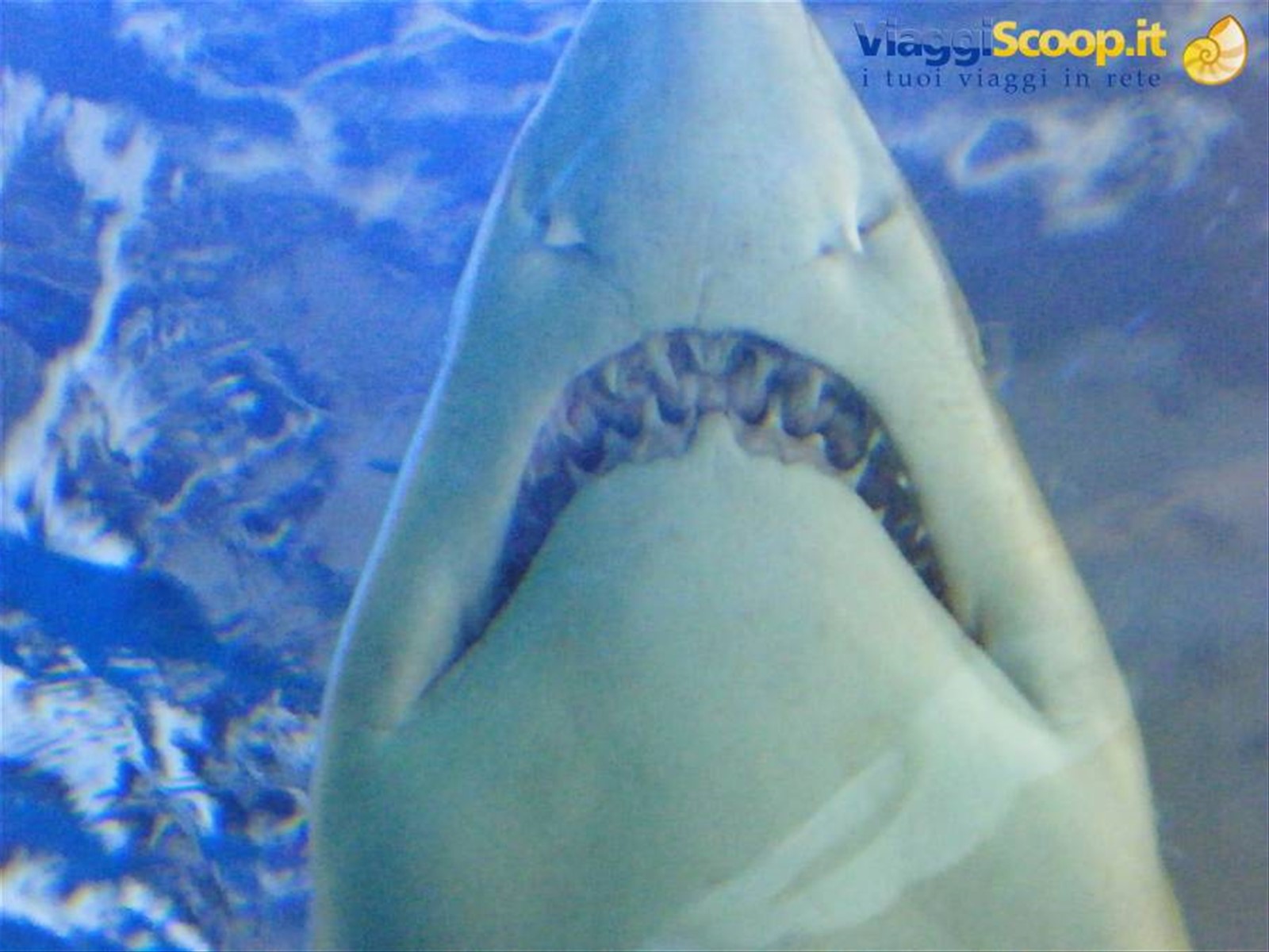 Aquarium Shark