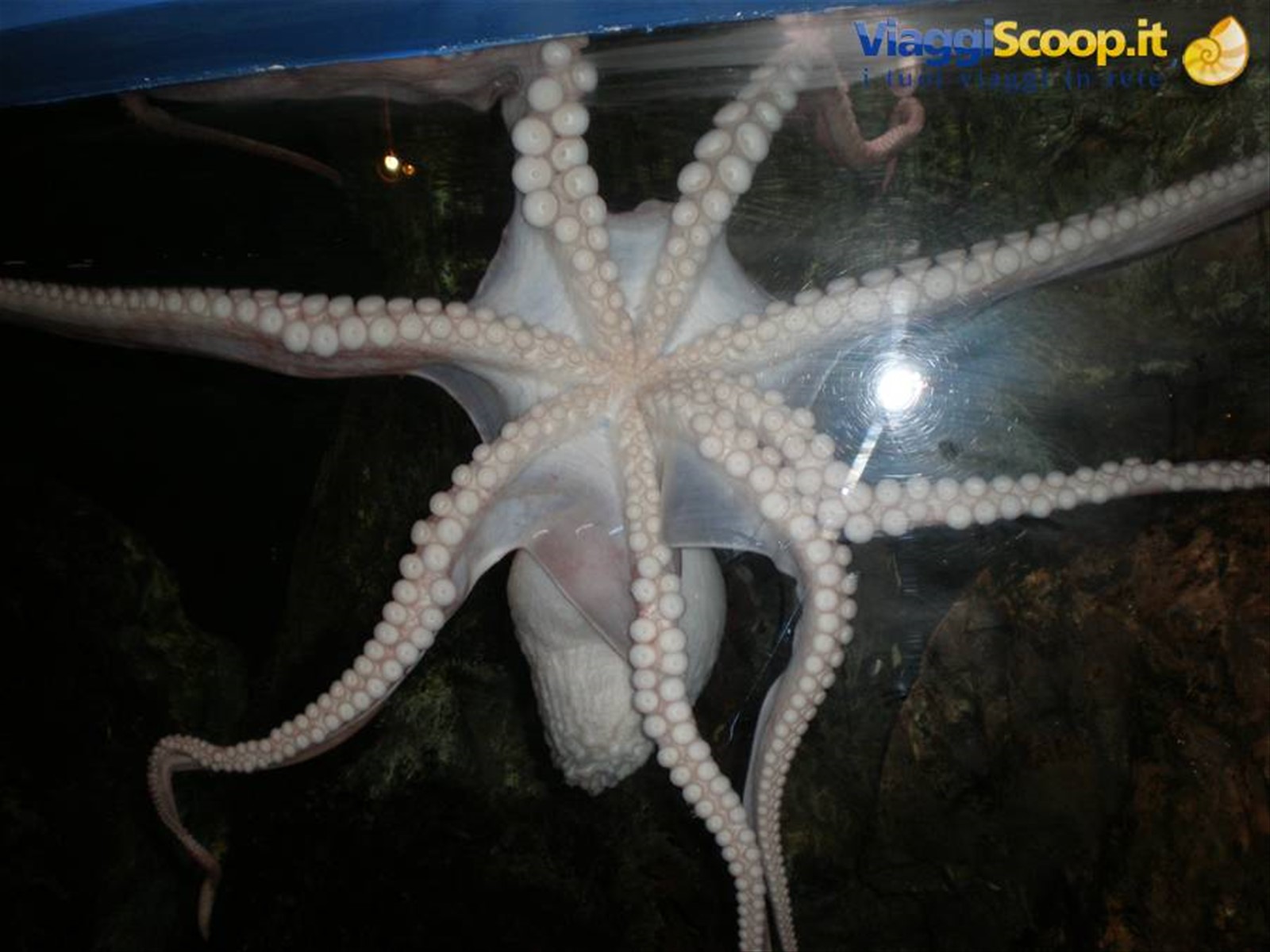 Aquarium Octopus spaventato