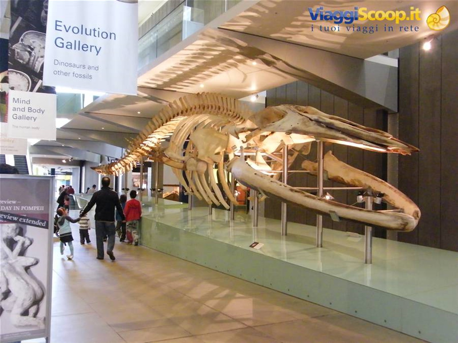 Lo scheletro di balena nel Museum