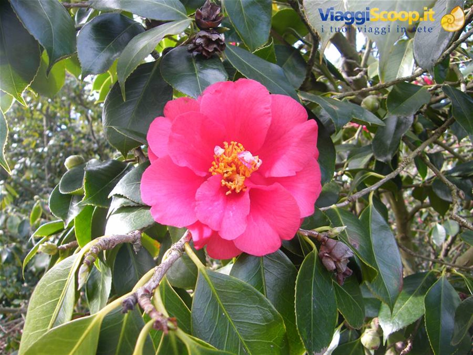 La camelia japonica fiorisce d'inverno