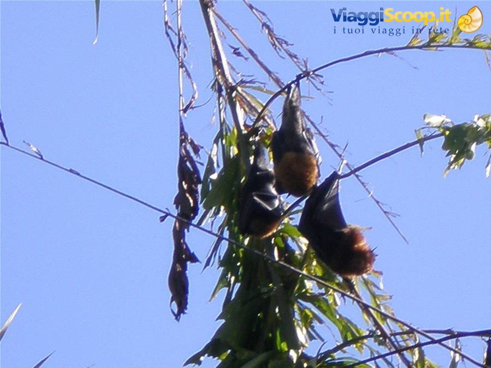 Flying fox